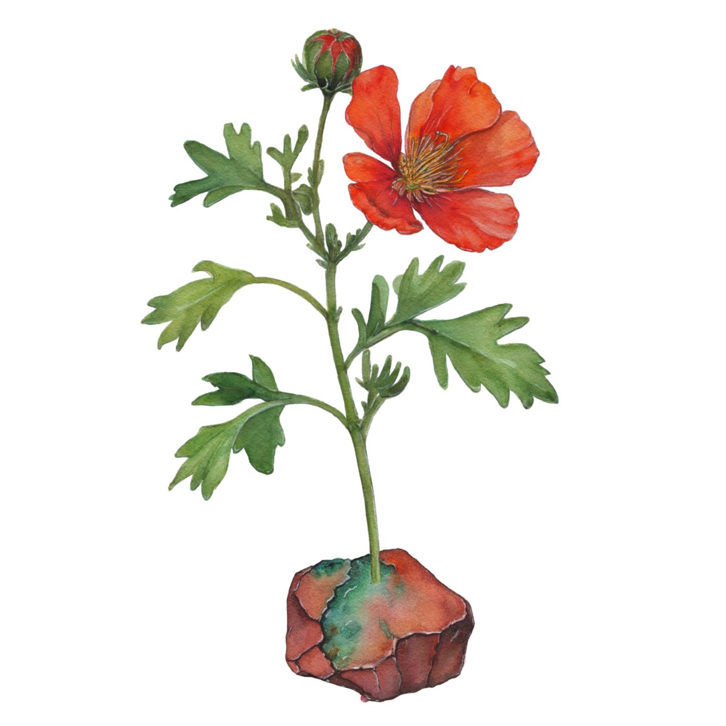 Desert Globemallow & Copper Vinyl Sticker