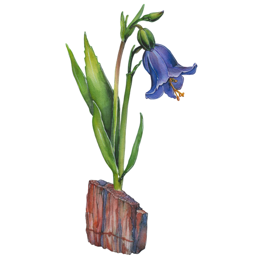 Desert Blue Bell & Petrified Wood Vinyl Sticker